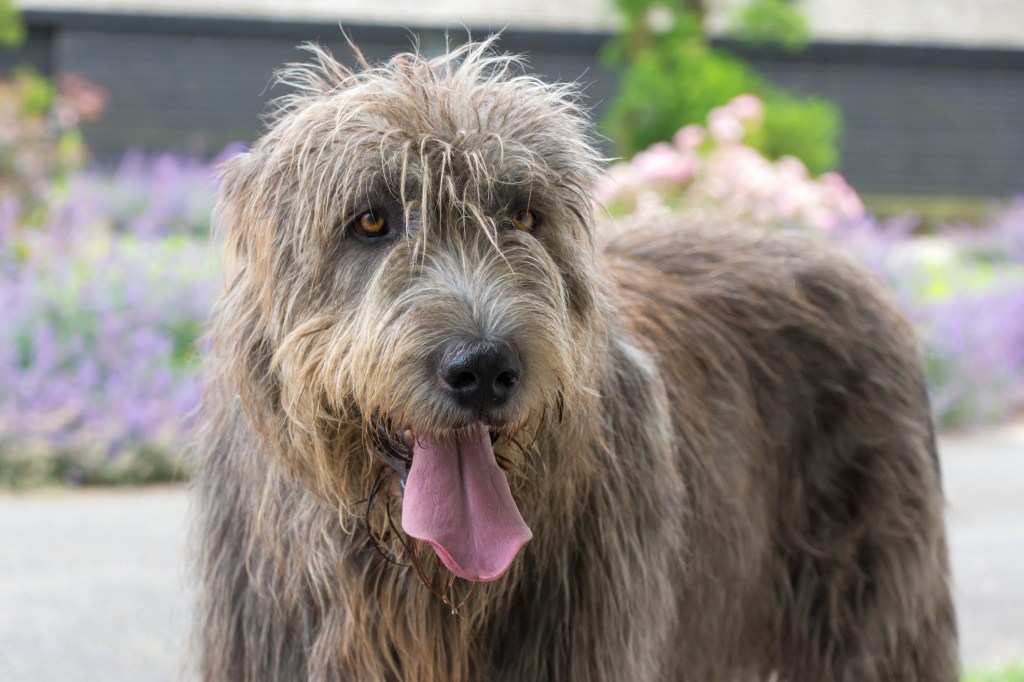 Un Irish Wolfhound cu limba scoasă afară