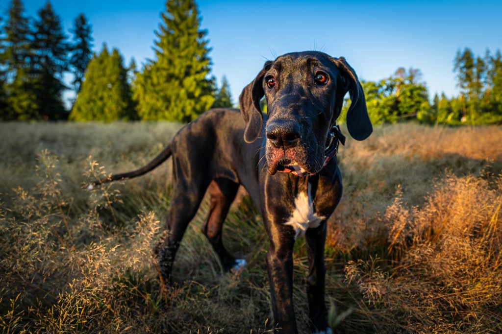 Nagy dán dog, a nagy kutyafajta portréja, mezőn áll az éggel szemben,Woodinville,Washington,Egyesült Államok,USA