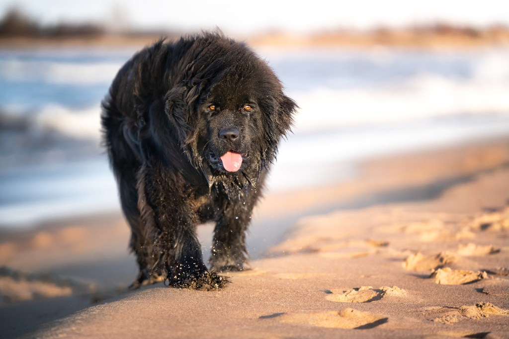 Egy nagy, fekete újfundlandi kutya sétál a tengerparton. Kültéri fotó