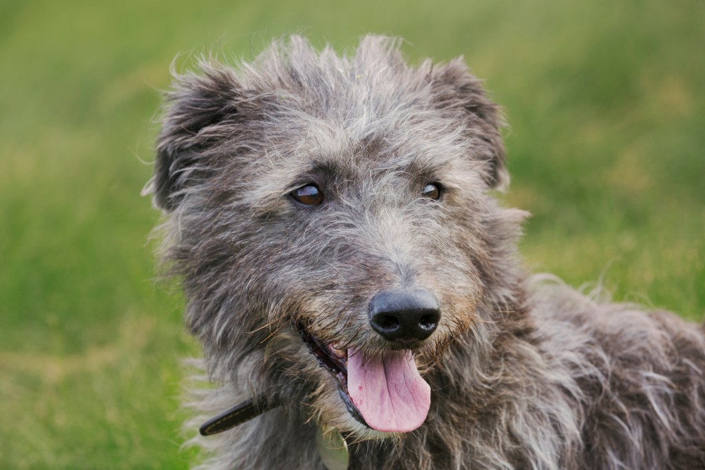 Un frumos câine Scottish Deerhound în picioare în iarbă, privind spre stânga camerei.