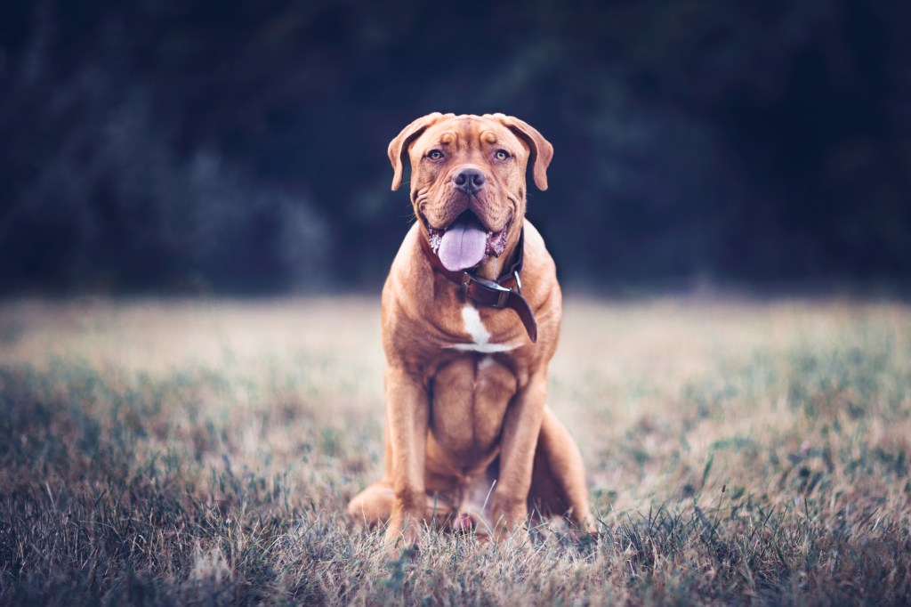 Un Dog de Bordeaux, o rasă de câine mare, cu un aspect fericit, stând pe câmp și uitându-se la cameră.