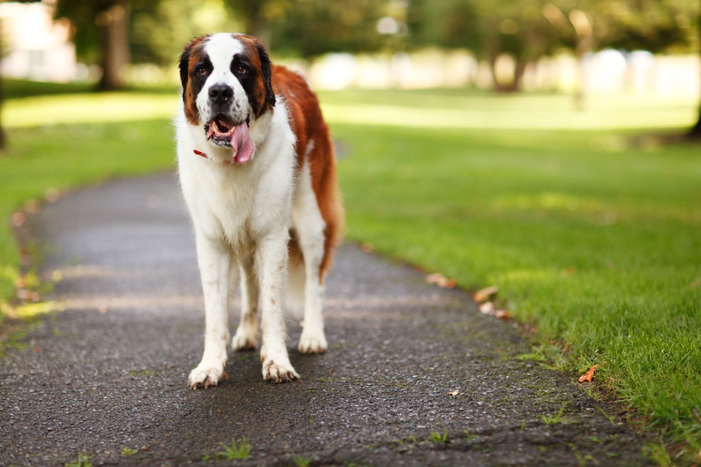Egy boldog bernáthegyi, egy nagy kutyafajta, parkban állva, lihegve egy jó játék után ülés.
