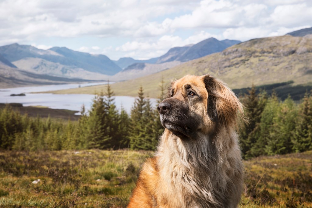 Egy leonberger kutya pózol előtt egy gyönyörű skót kilátás szerepel egy nagy hegyi dühöngő, egy nagy tó és egy erdő Skóciában.