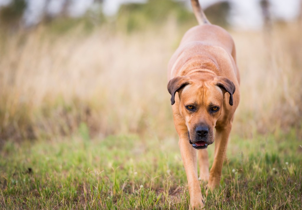 Boerboel kutya vagy dél-afrikai masztiff sétál a fűben.