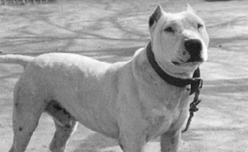 Fekete-fehér fotó egy kihalt kutyafajtáról, a Cordoba Fighting Dogról.