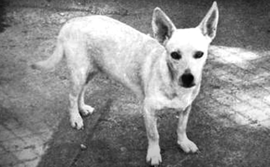 Photo en noir et blanc d'un chien de poi hawaïen, une race de chien disparue.