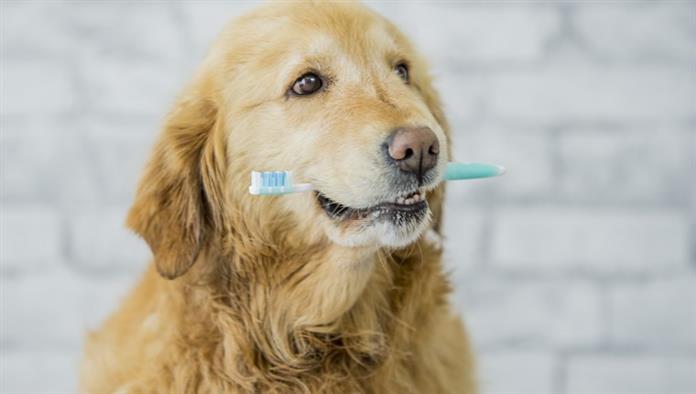 A fajtatiszta arany-retriever kutya megmutatja az állati fogak egészségének fontosságát. Ebben a keretben a kutya fogkefét tart a szájában.