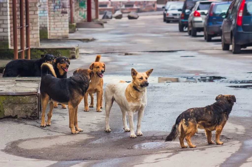 Streunende Hunde auf der Straße, wie sie in China grausam behandelt werden.