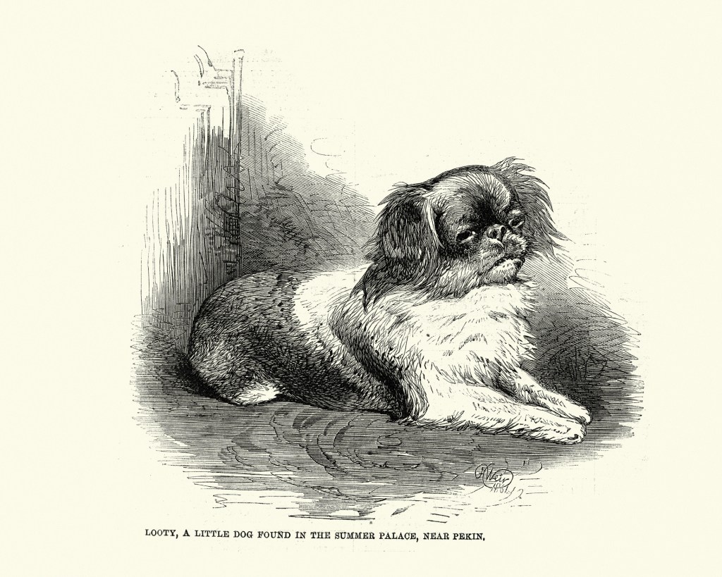 Винтидж илюстрация на Лути, малкото пекинско куче, намерено в Летния дворец, близо до Пекин, 1861 г., XIX в.