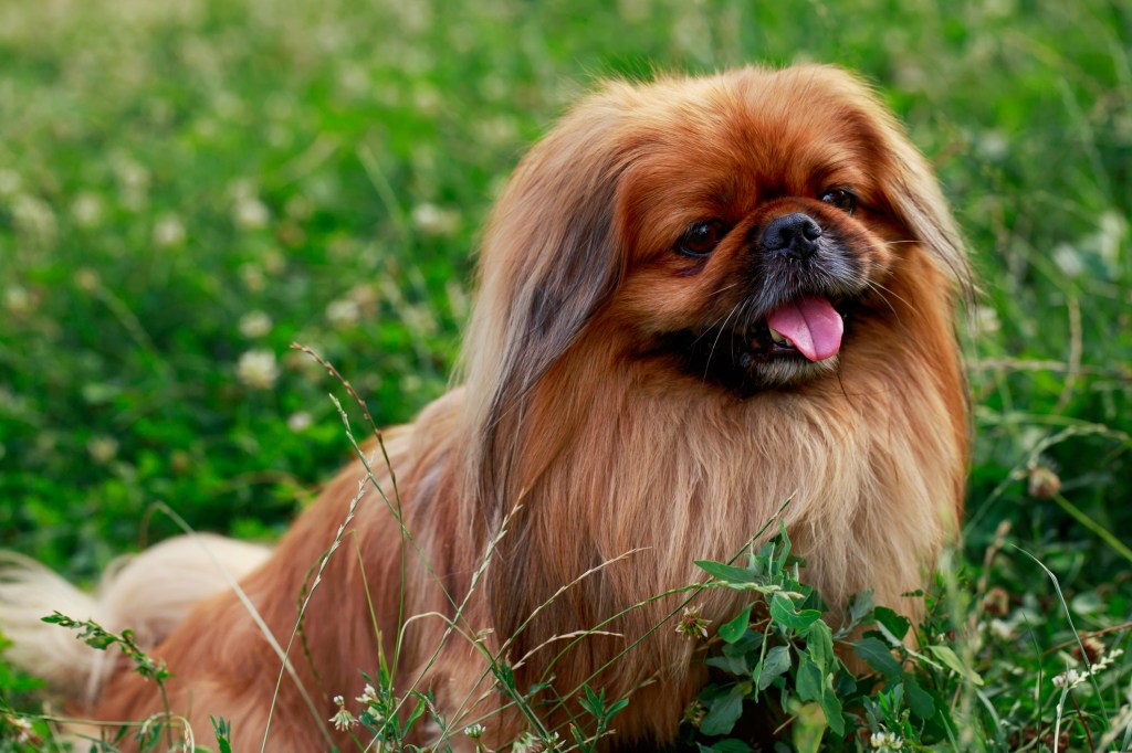 Пекинско куче върху трева.