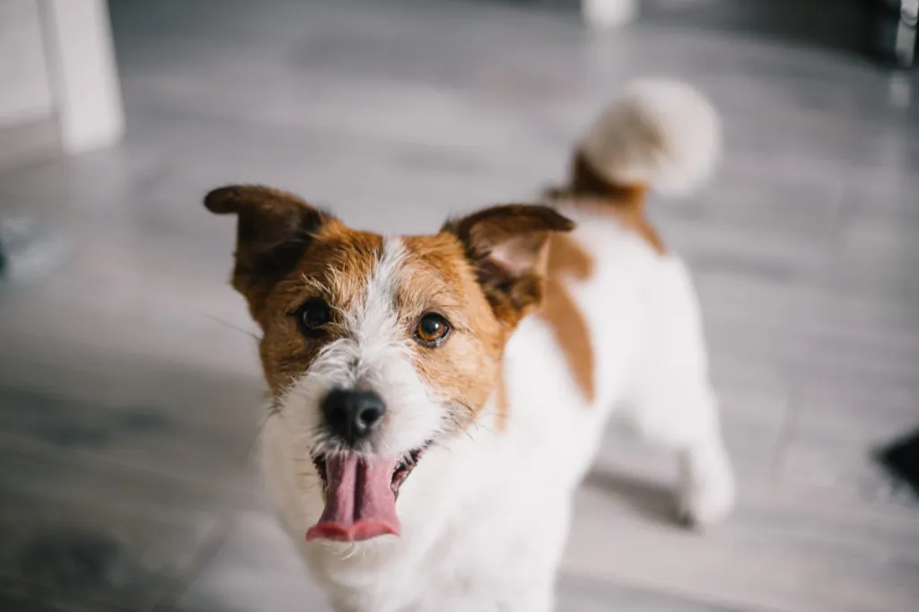 Un Jack Russell Terrier, asemănător cu Buddy, un celebru câine surfer.
