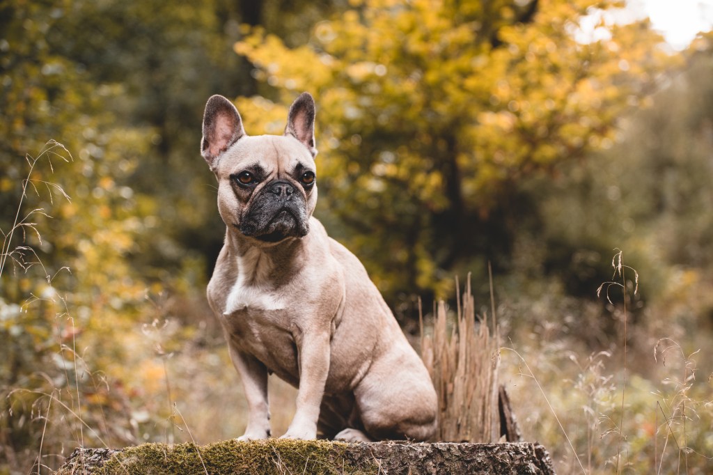Bulldog francez în pădure.