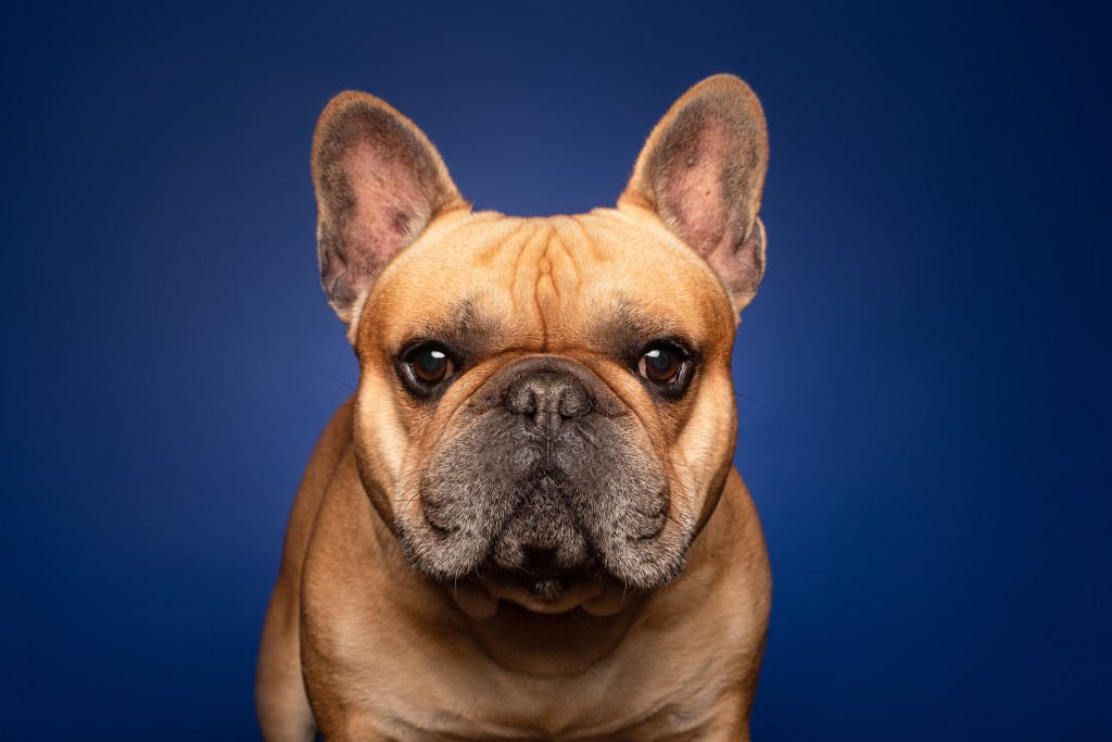 Francia bulldog közeli portréja kék háttér előtt.