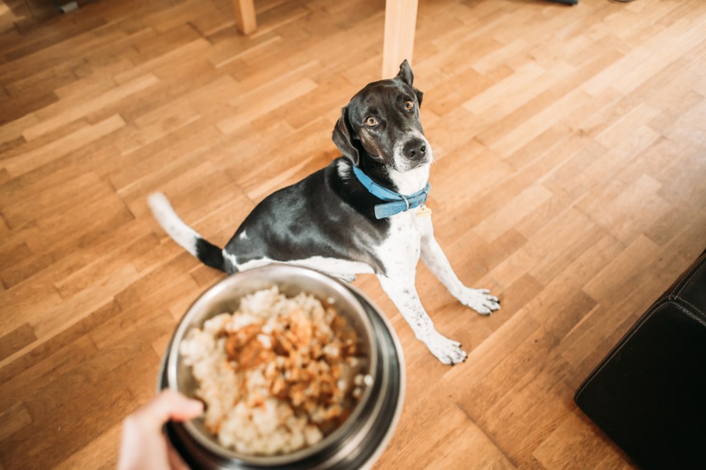 مالك الكلب يحمل وعاءًا من طعام الكلاب إلى كلبهم ، مثل طعام الكلاب الذي ألهم فروتات البوب.