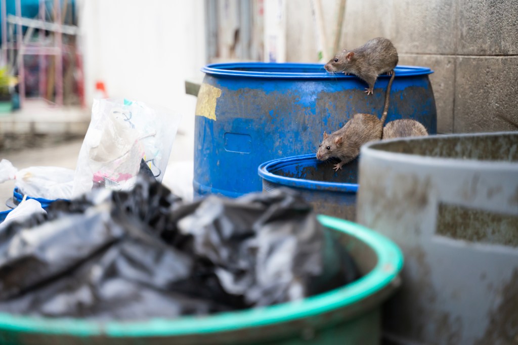 Șobolanii se ospătează cu resturile dintr-o pubelă de gunoi, un grup de proprietari de câini își folosesc câinii pentru a rezolva problema șobolanilor din Washington D.C. are