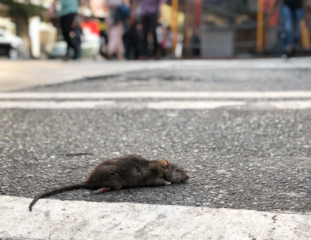 Un șobolan mort pe marginea unei treceri de pietoni. Problema șobolanilor din Washington D.C. a scăpat de sub control.