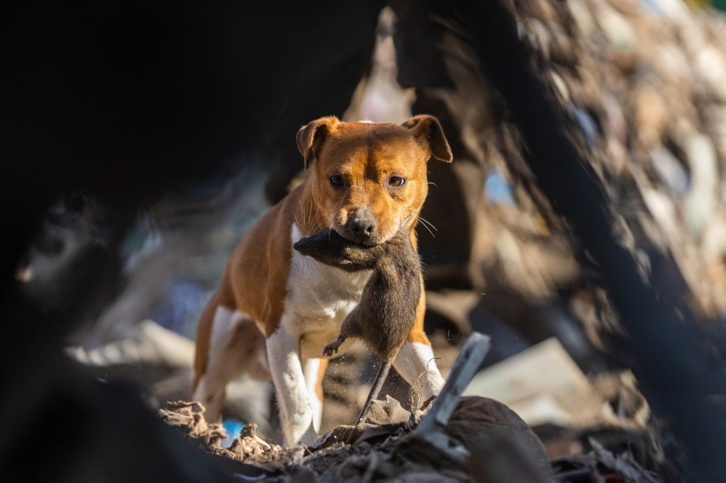 Un Plummer Terrier con una rata muerta en la boca. Un grupo de propietarios de perros está utilizando Terriers para ayudar a atajar el problema de las ratas en Washington D.C.