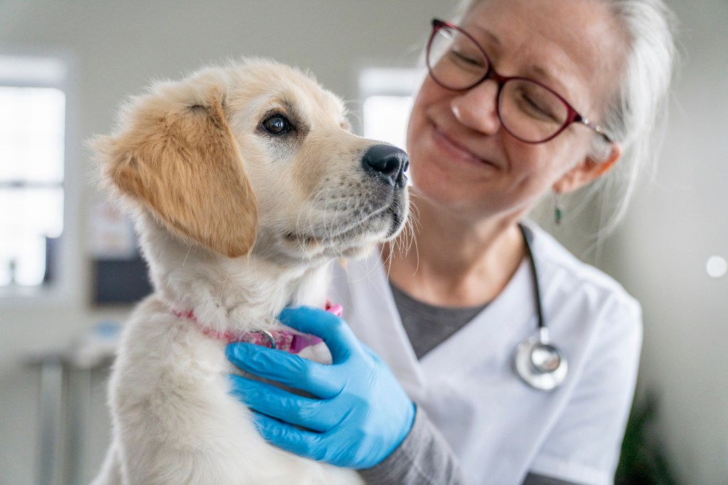 Un câine cu un medic veterinar.