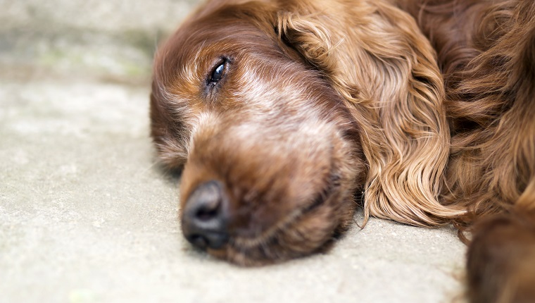 Portretul unui câine bătrân, frumos și drăguț, din rasa Irish Setter