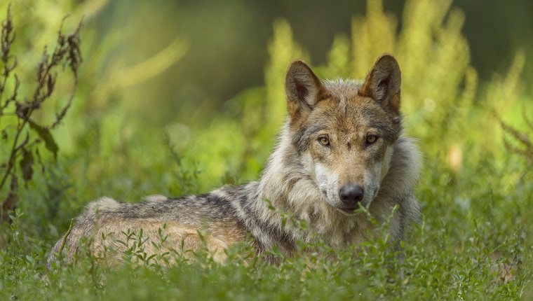 Lobo gris europeo, Canis lupus lupus, Alemania