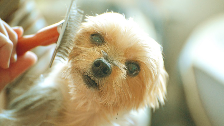 Куче от породата йоркширски териер получава четка за косата си.