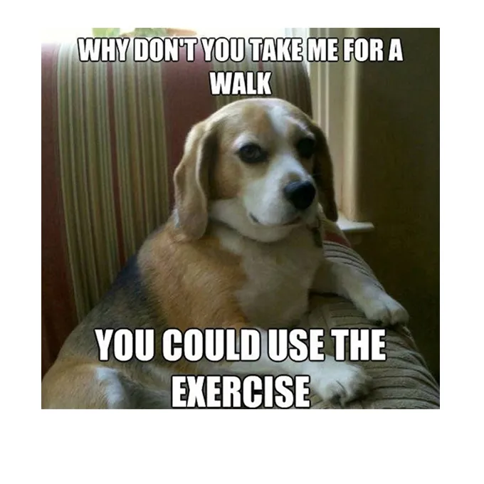 45 Смешни мемове за кучета 2 #2