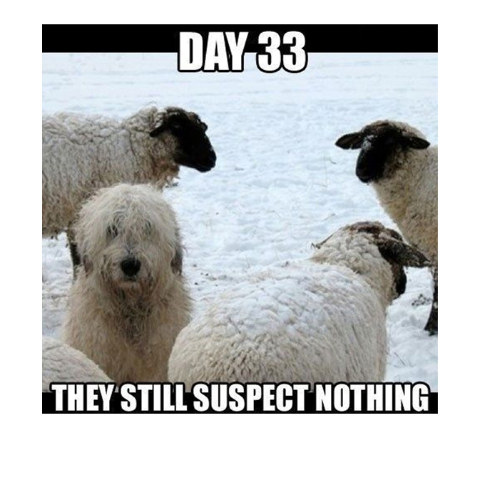 45 Lustige Hunde-Memes 2 #15