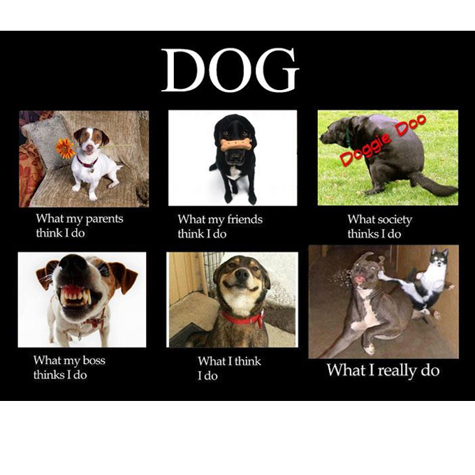 45 Lustige Hunde-Memes 2 #17
