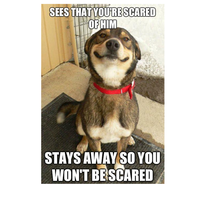 45 Смешни мемове за кучета 2 #36