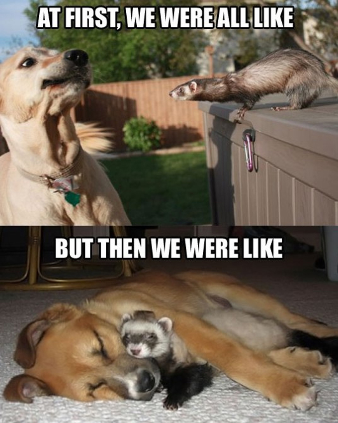 45 Смешни мемове за кучета 2 #8
