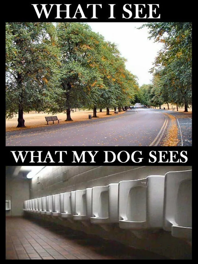 45 Смешни мемове за кучета 2 #9