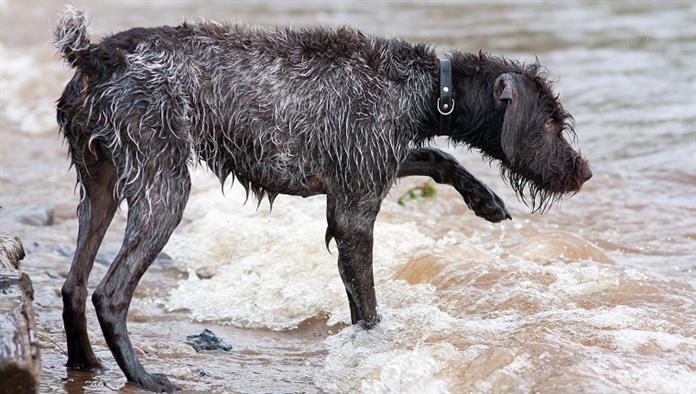كلب صيد مؤشر الأسلاك الألمانية على النهر