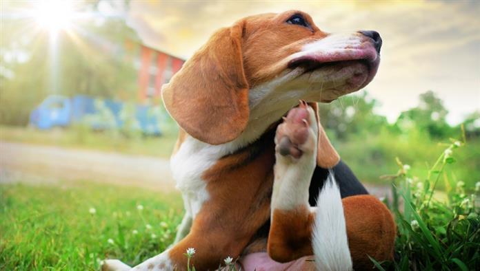 Beagle kutya karcos test zöld füvön szabadtéri parkban, napsütéses napon.