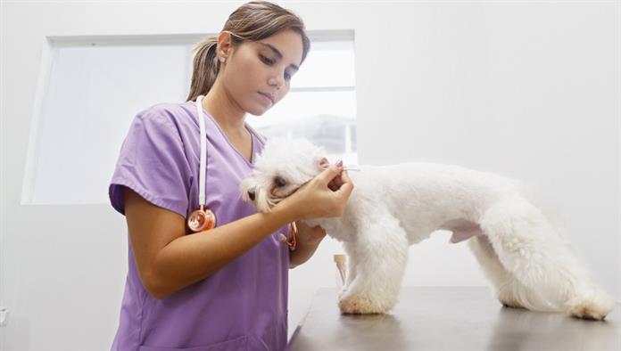 Fiatal latina nő dolgozik, mint állatorvos, állatorvos látogatás közben. Állatorvos látogató beteg háziállat a klinikán, és tisztító kutya fül. Emberek, munkahelyek, szakmák és állatgondozás