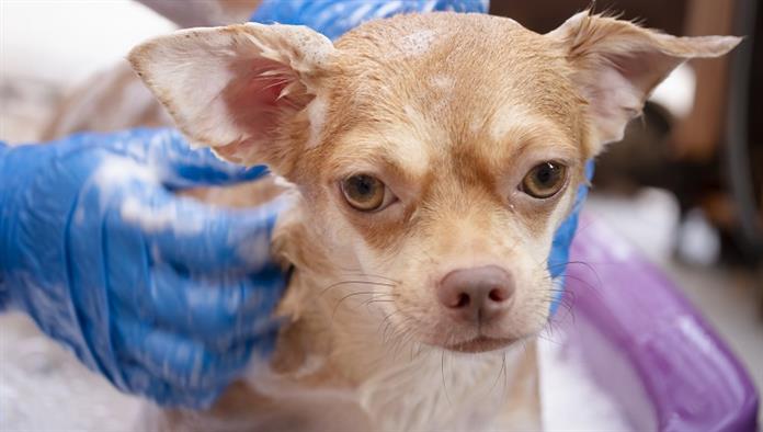 brauner Chihuahua-Hund, der zu Hause duscht