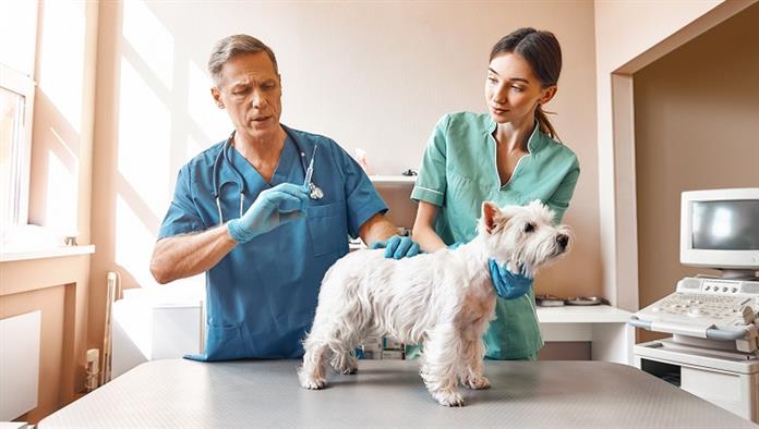 Kicsit fájni fog. Egy középkorú férfi állatorvos bead egy kis kutyát, miközben asszisztens asszonya beteget tart. Állatorvos. Kisállat gondozása koncepció. Gyógyszer fogalma. Állatkórház