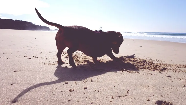 Perro salchicha cavando arena en la playa