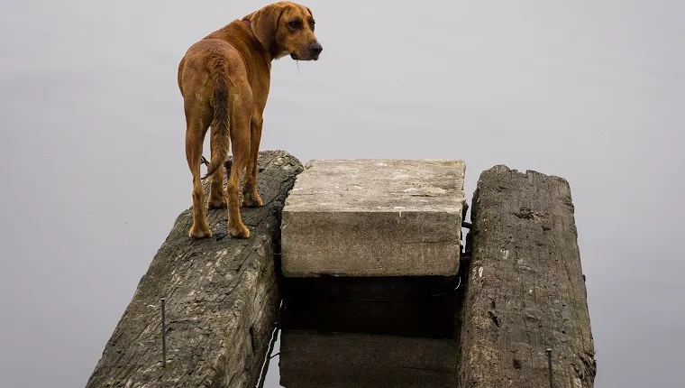 Magányos kutya őrségbenMagányos kutya őrségben