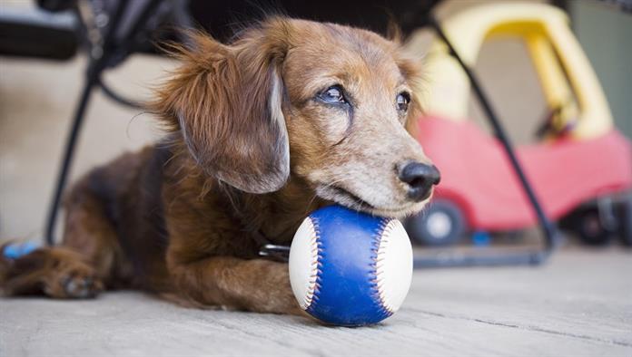 逮捕される必要がある犬についての9つの神話 犬の品種 専門家のペットのアドバイス ケアと健康