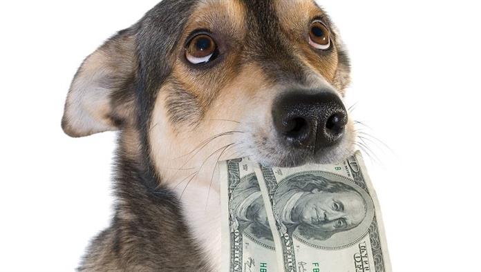 Vicces kutya dollárt tart a szájában, elszigetelt fehér háttér
