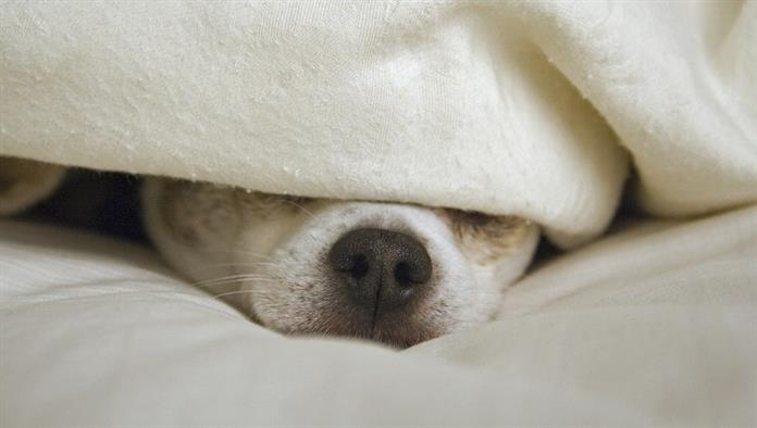 Chihuahua kutya fekete orrával kandikál ki egy fehér vagy elefántcsont színű takaró alól egy ágyon.