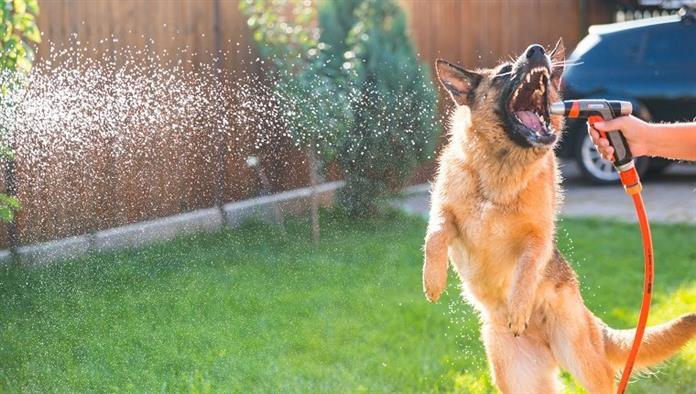 Deutscher Schäferhund spielt mit Wasser an einem Sommermorgen