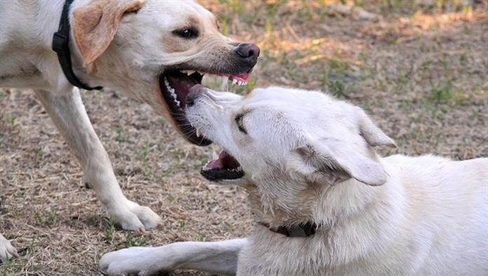 Vízszintes kép két labradori kutyáról. A bal oldali kutya az agresszor, a jobb oldali kutya pedig aláveti magát. A fogak és az íny látható, amikor az agresszor harapni kezd. A képnek van némi szemcséje a szükséges nagy záridő miatt.