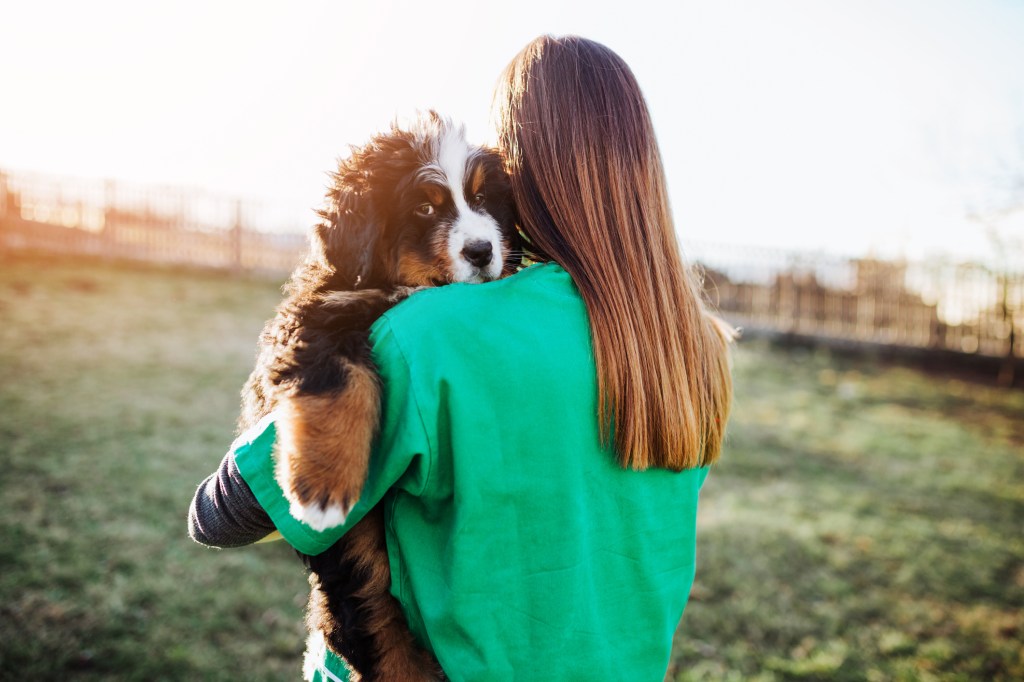 Tânără care lucrează împreună cu un medic veterinar la un adăpost de animale sau canisa și verifică starea de sănătate a adorabililor câini Bernese Mountain.