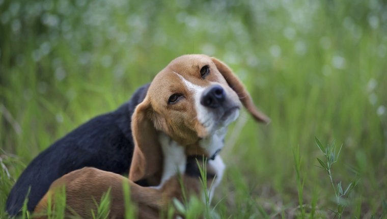 Beagle-Hund kratzt sich am Körper in einem wilden Blumenfeld.