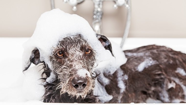 Nedves terrier keverék kutya a fürdőkádban, szappanhabos fejjel és boldogtalan arckifejezéssel.