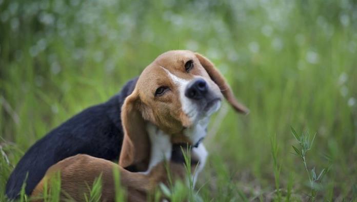 "Beagle-Hund