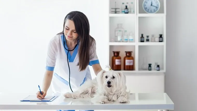 الطبيب البيطري يكتب وصفة طبية بعد فحص الكلب الأبيض اللطيف في العيادة