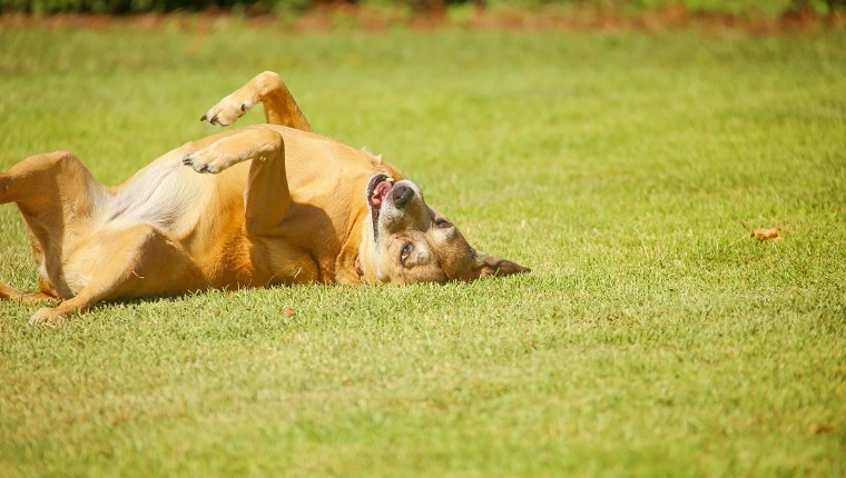 Vegyes fajtájú kutya vakarja a hátát a fűben egy napsütéses napon.