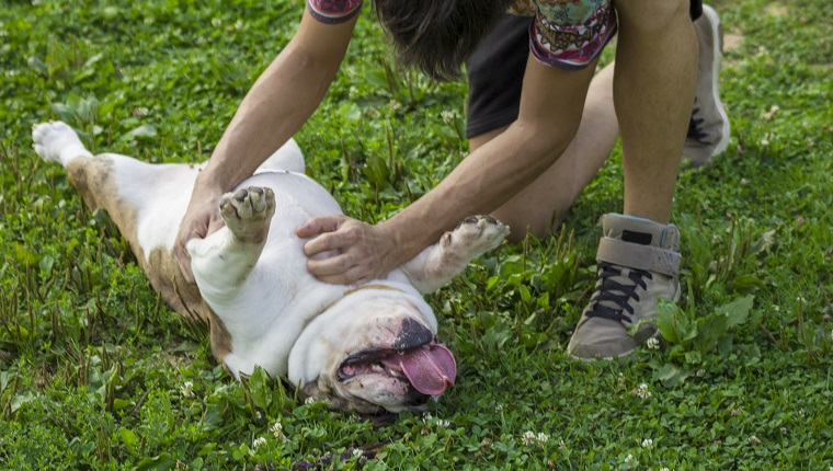 Собственик разтрива корема на кучето си в тревата.